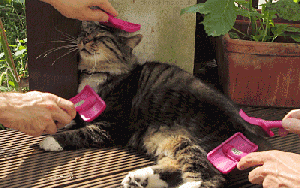 Cat Brushing  - Mar 7 - Yahoo